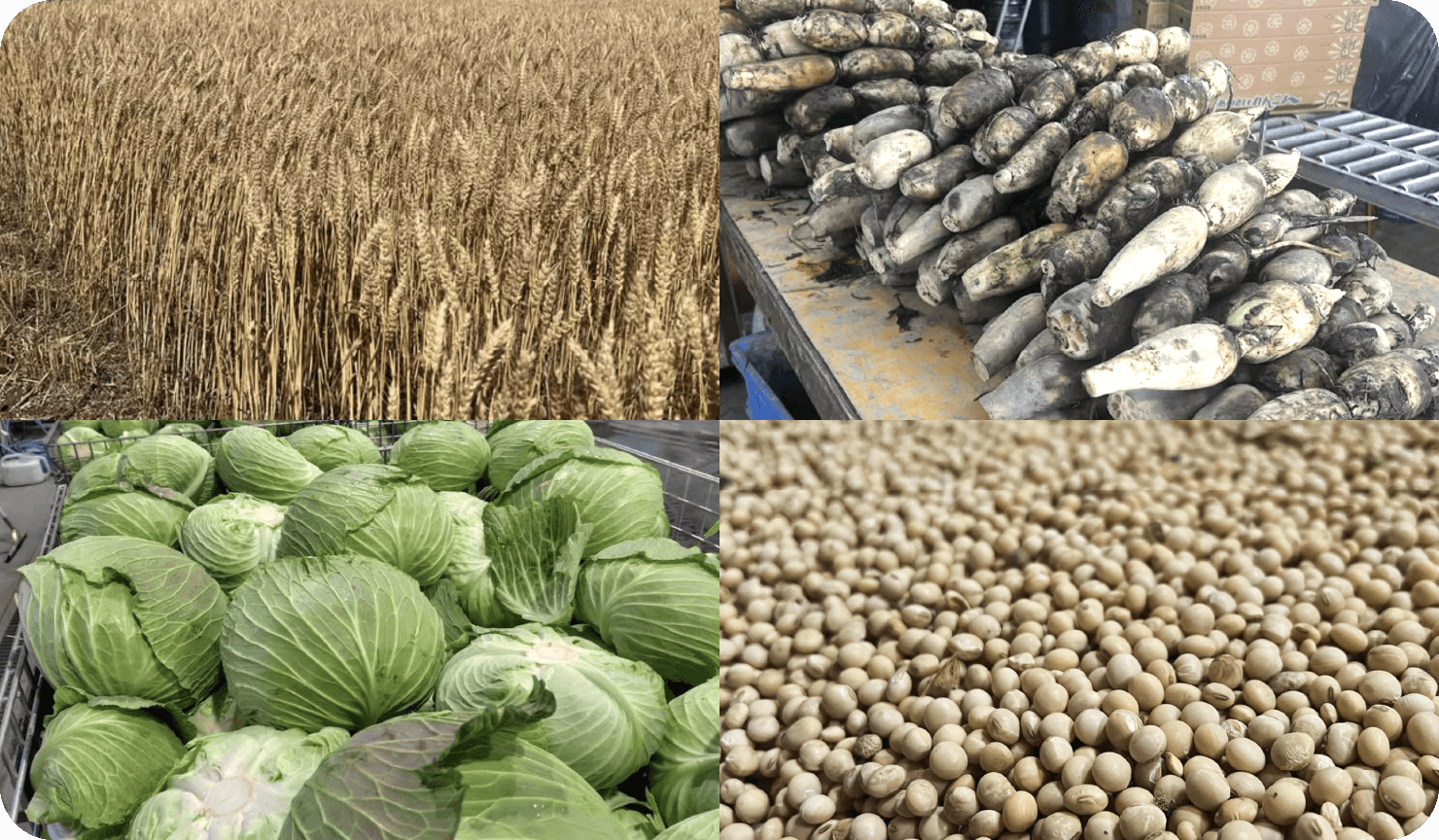 多彩な作物づくりへの挑戦