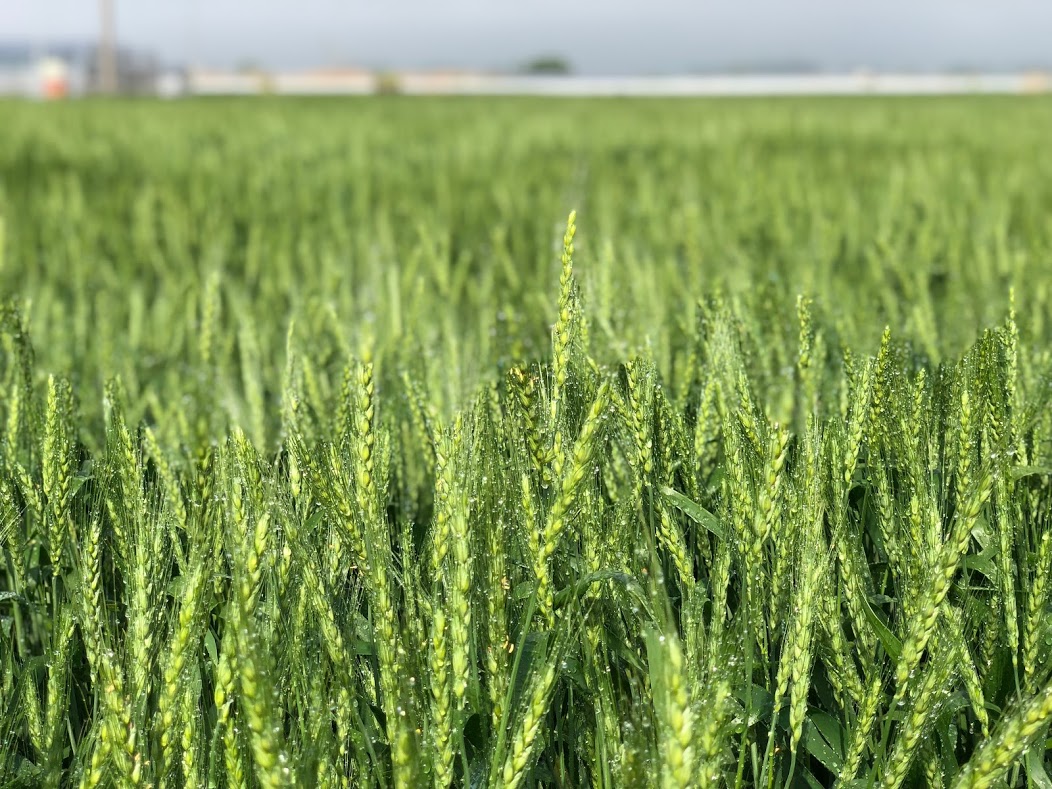 小麦のおはなし