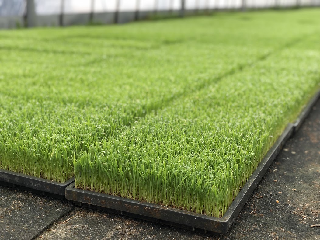 育苗がスタートしました！