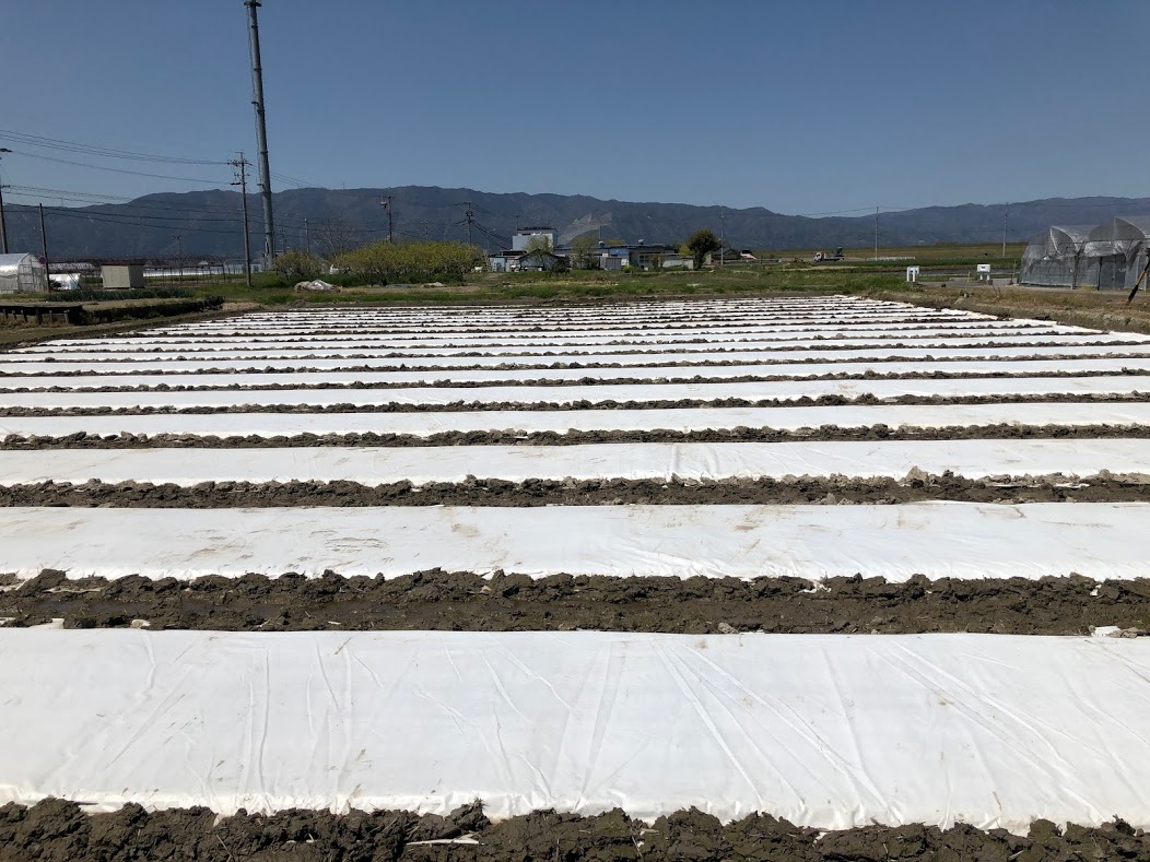 育苗がスタートしました！パート３