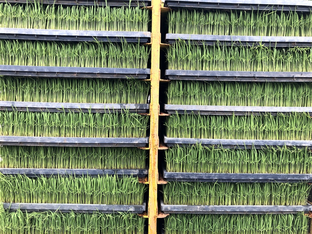 田植えがスタートしました！パート４