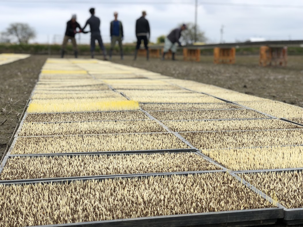 育苗がスタートしました！パート２