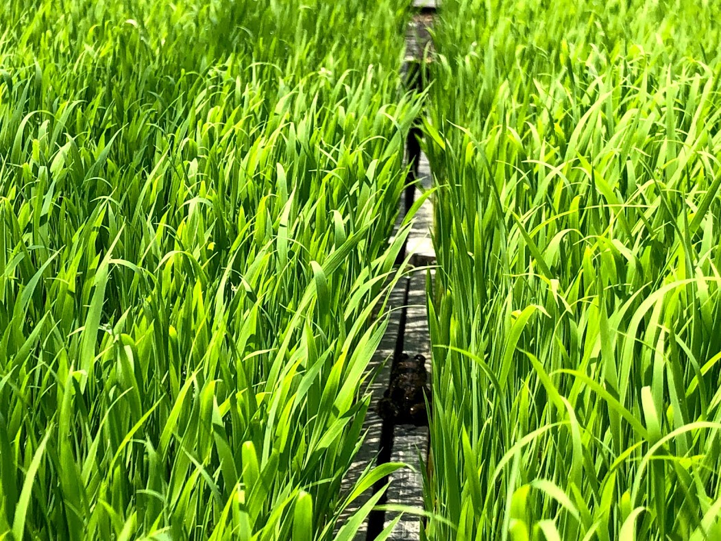 田んぼの生き物