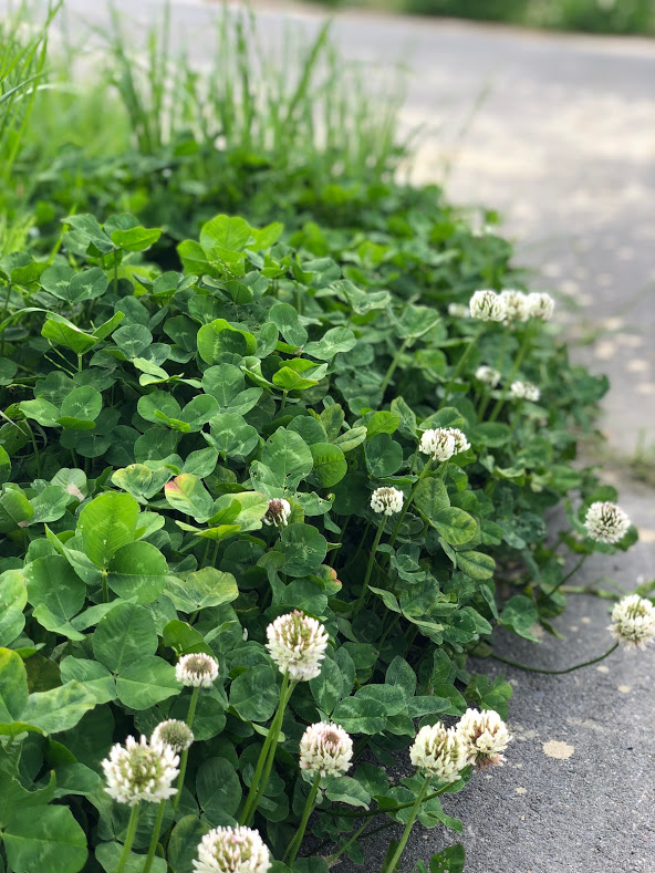 田んぼの周りには…