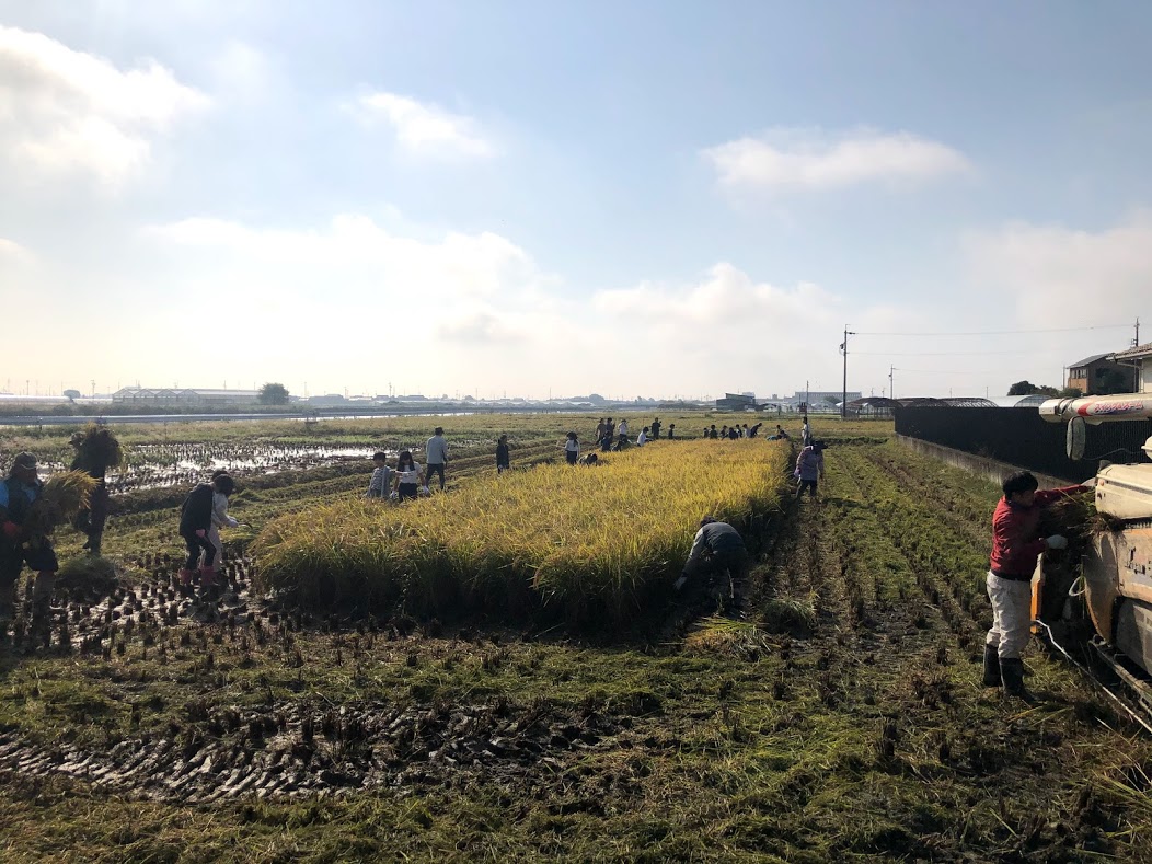 小学校の稲刈り体験が行われました！