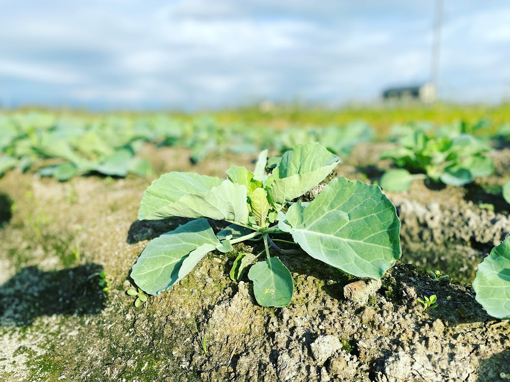 稲刈りシーズン到来です！