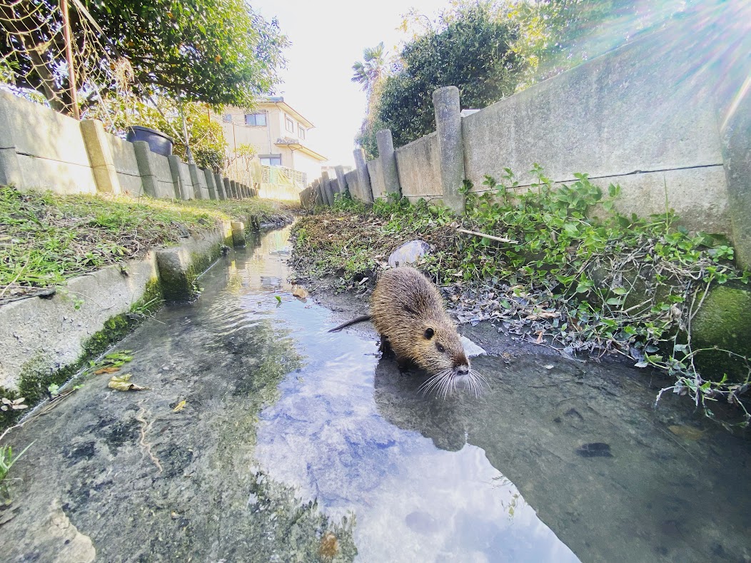 田んぼの厄介者、、、