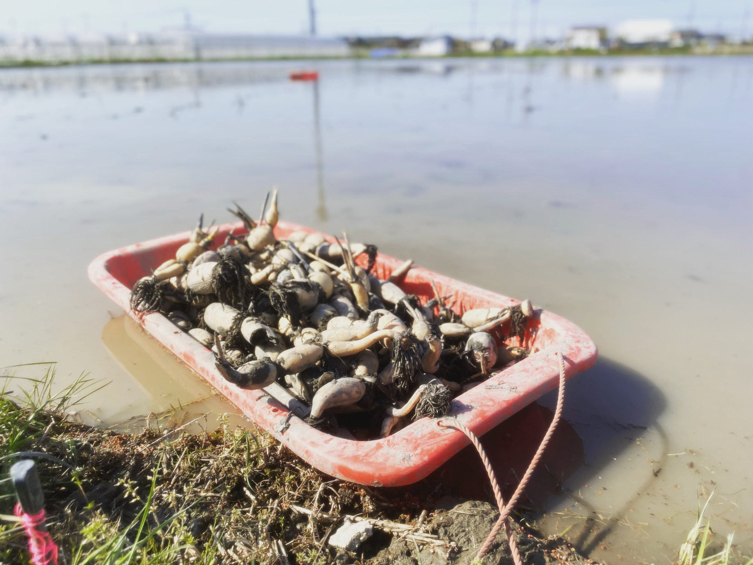 産地を守るということ。