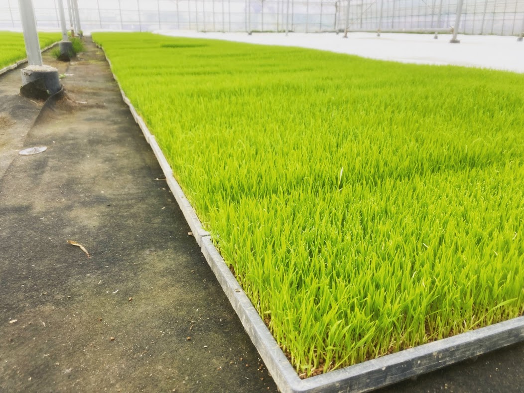 ４月になりましたね！