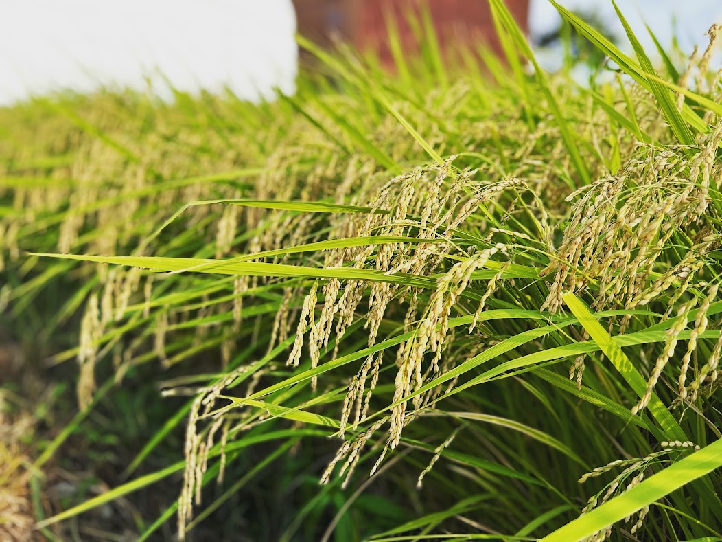 稲刈りが始まりました！