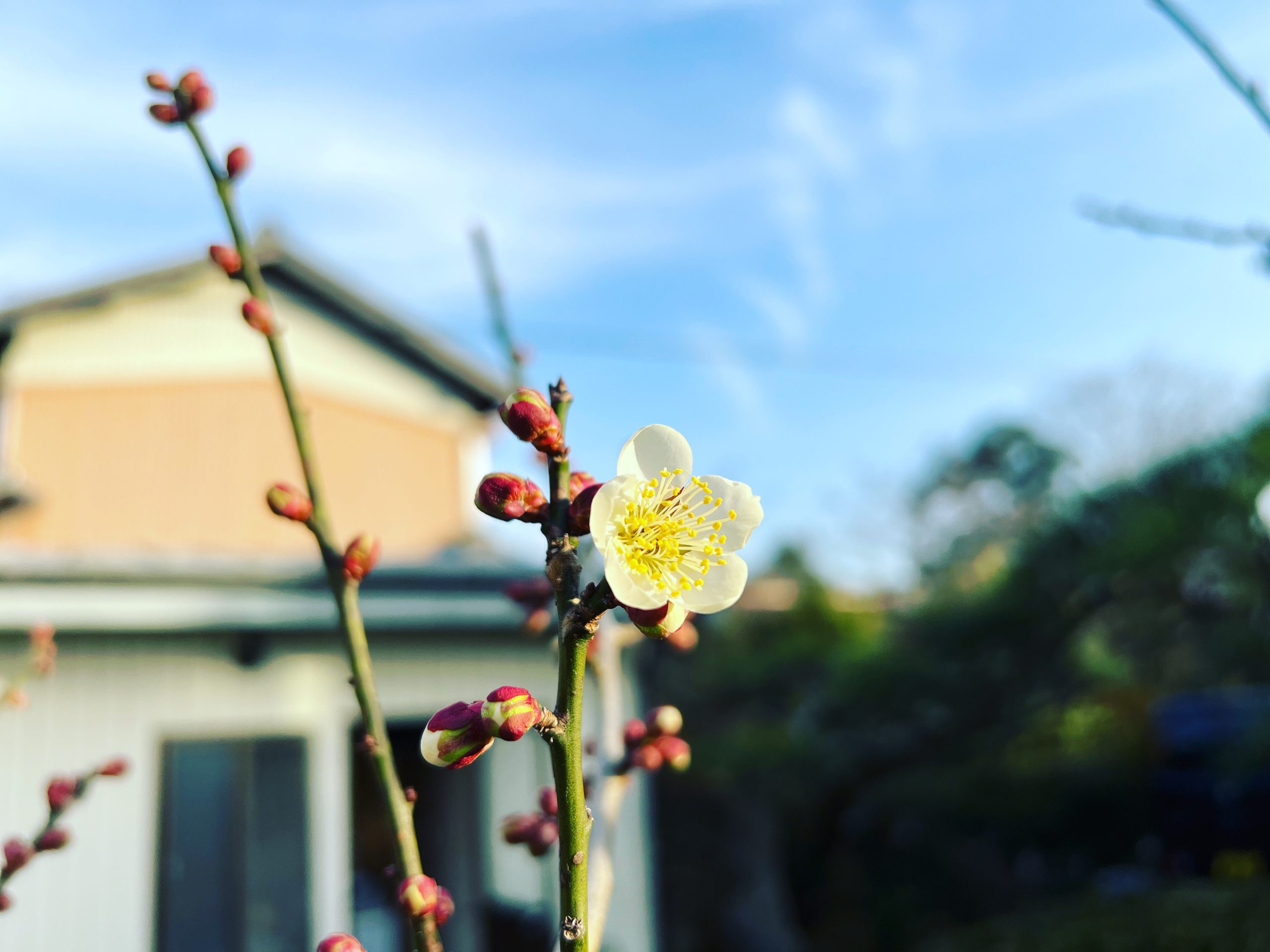 春の訪れがやってきました！