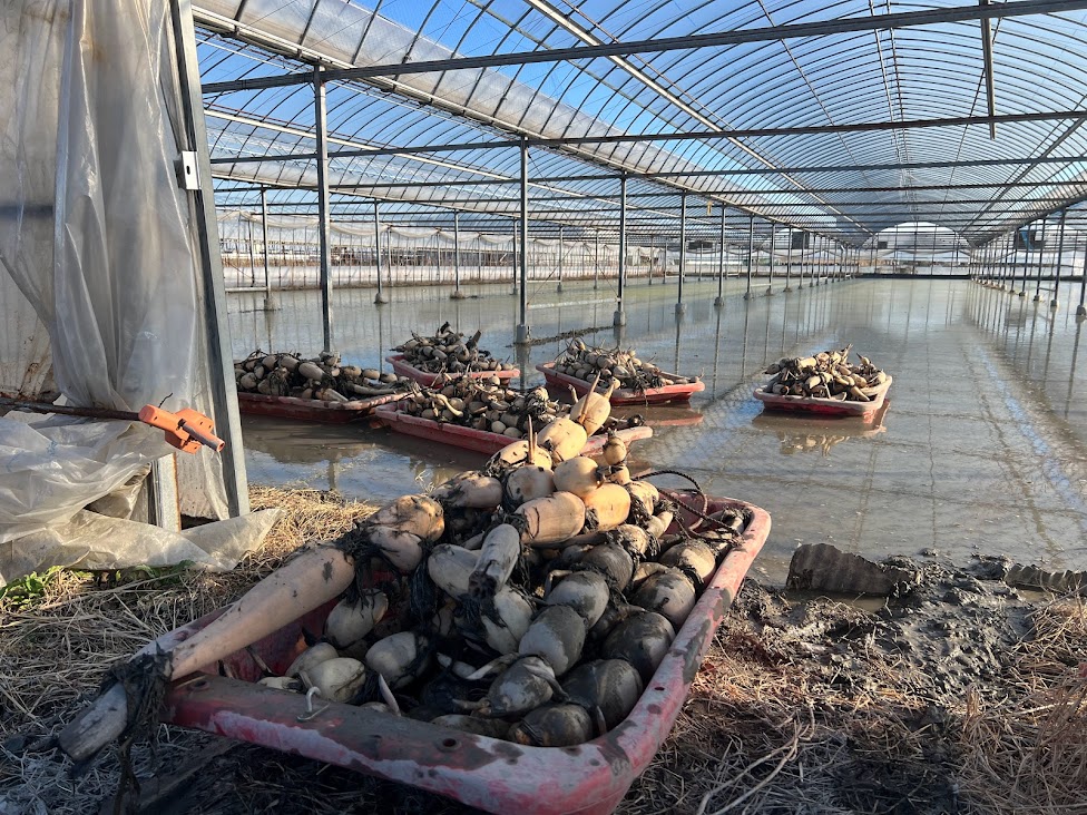 レンコンのお話し