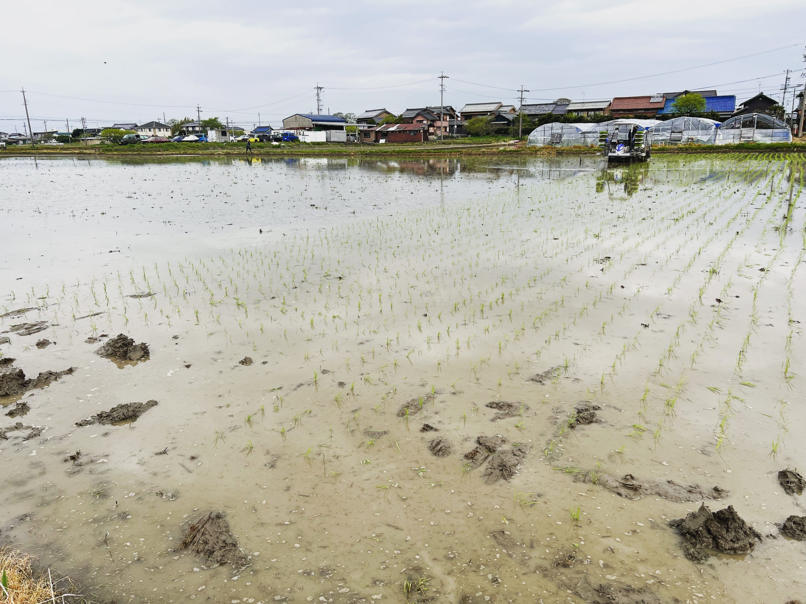2023年、田植えが始まりました！