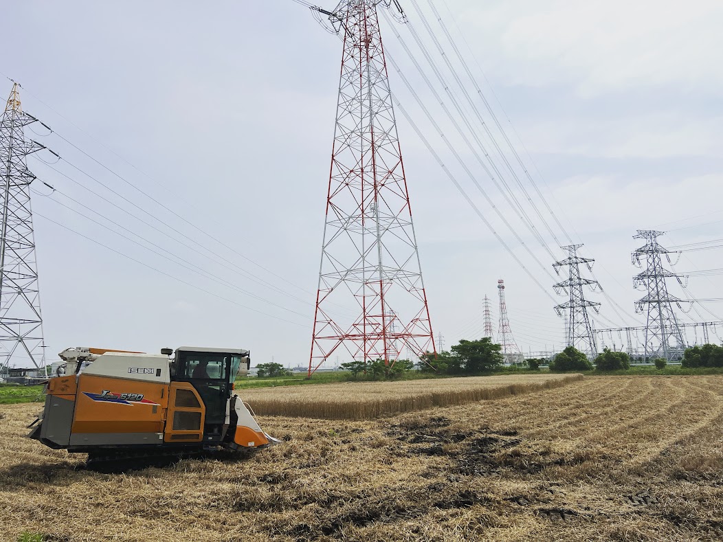 小麦ゆめあかりの刈り取り開始です！