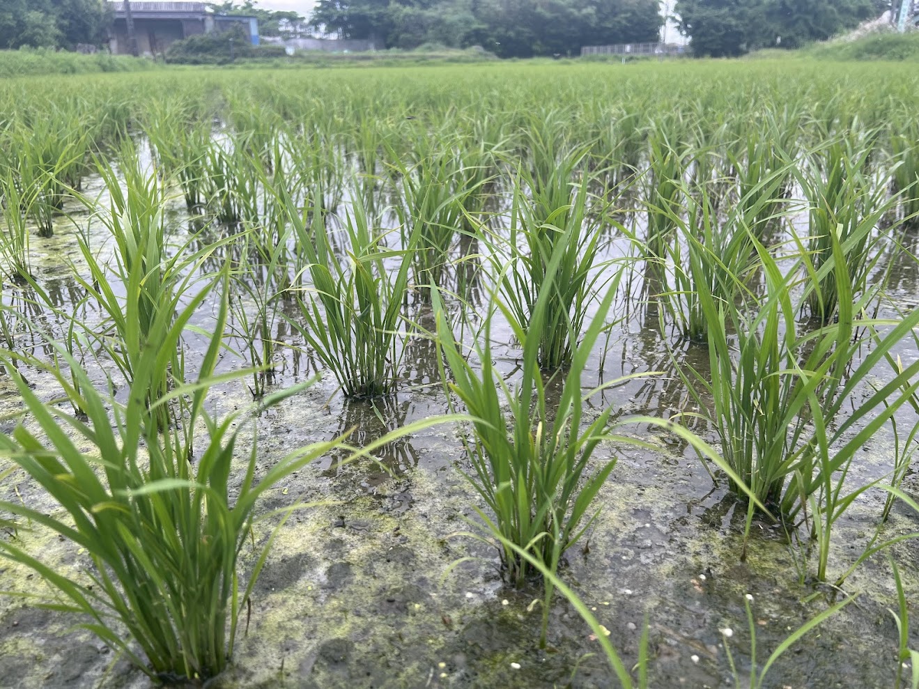 早生品種が分けつ期に入りつつあります！