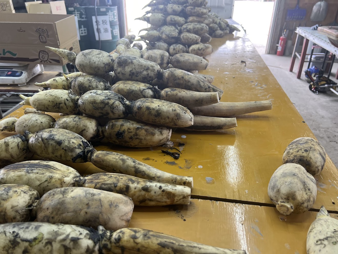 初物レンコンの出荷です。