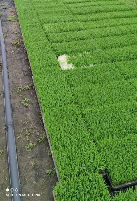 白化苗が現れました！