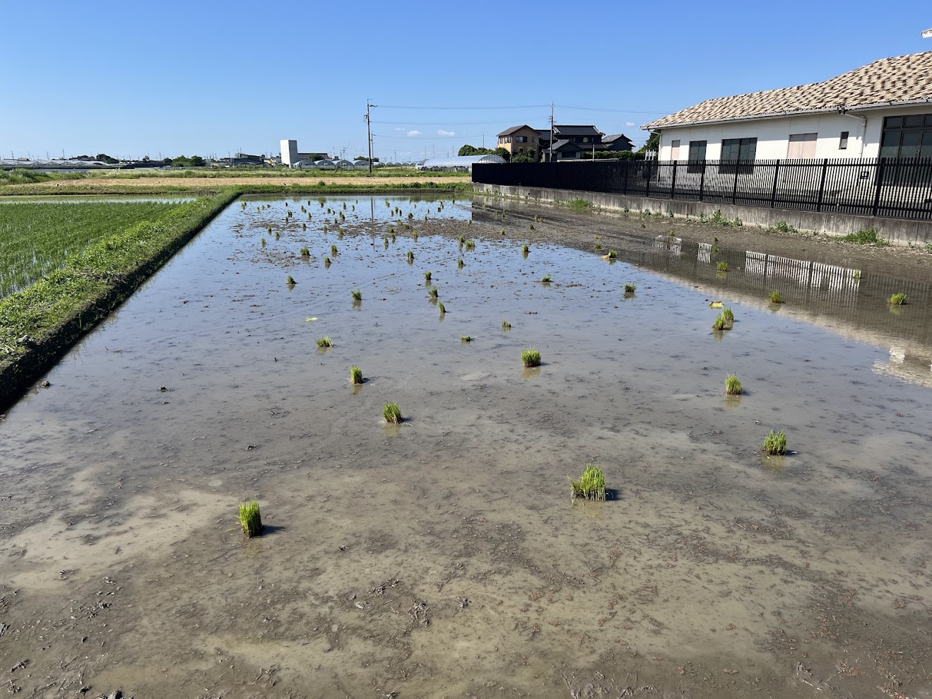 小学校の田植えが今年も開かれました！