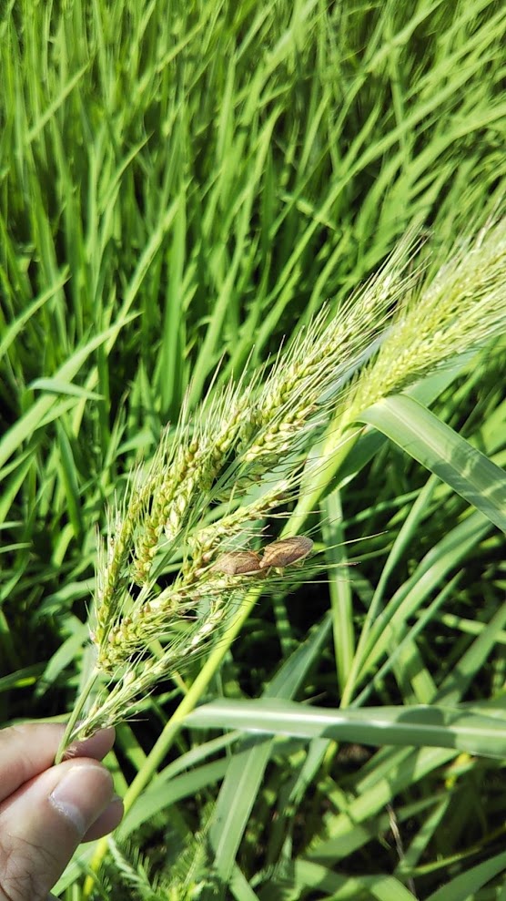 暑いですね、、、