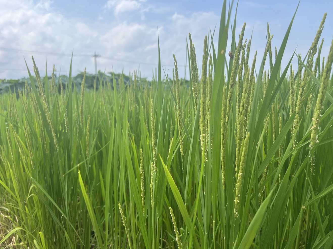 稲が出穂してきました。