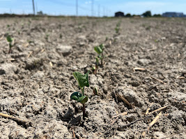 大豆の芽がでてきました！