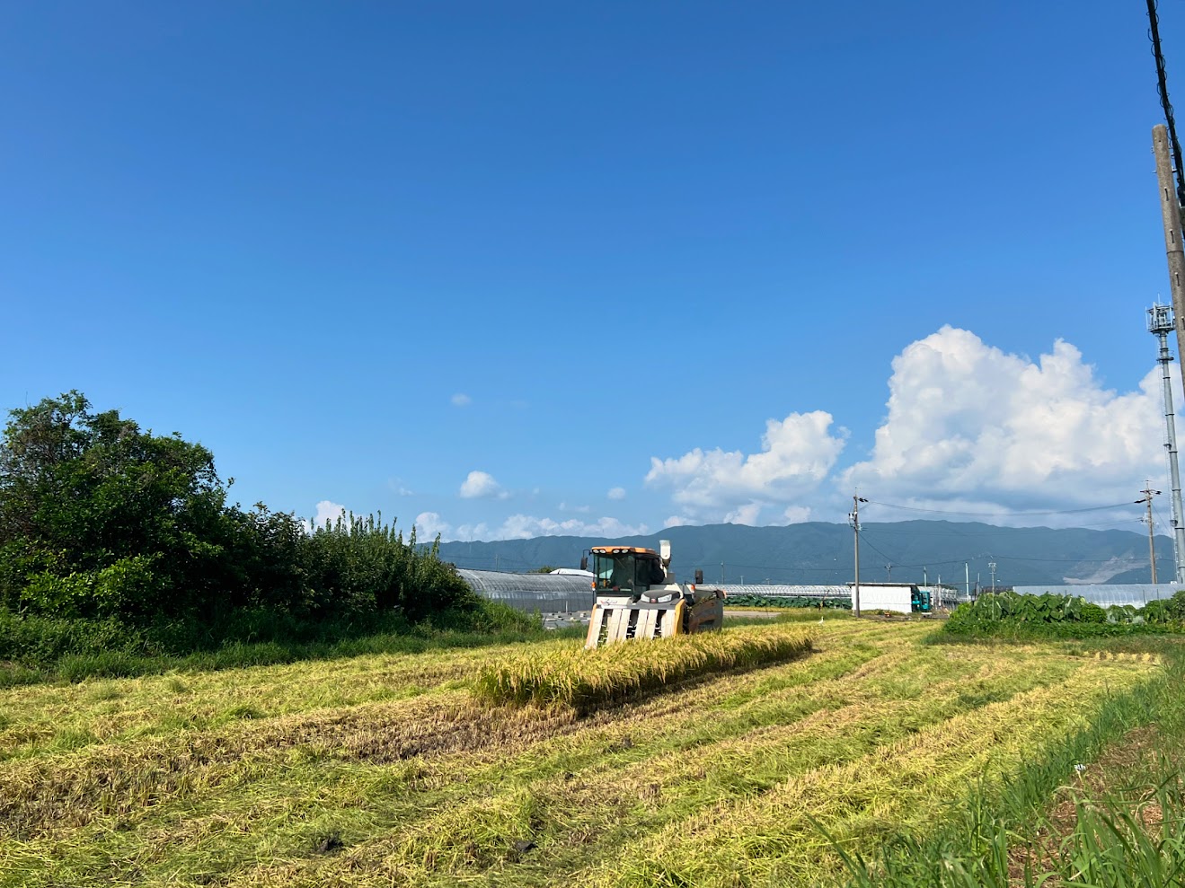 稲刈りが始まりました！