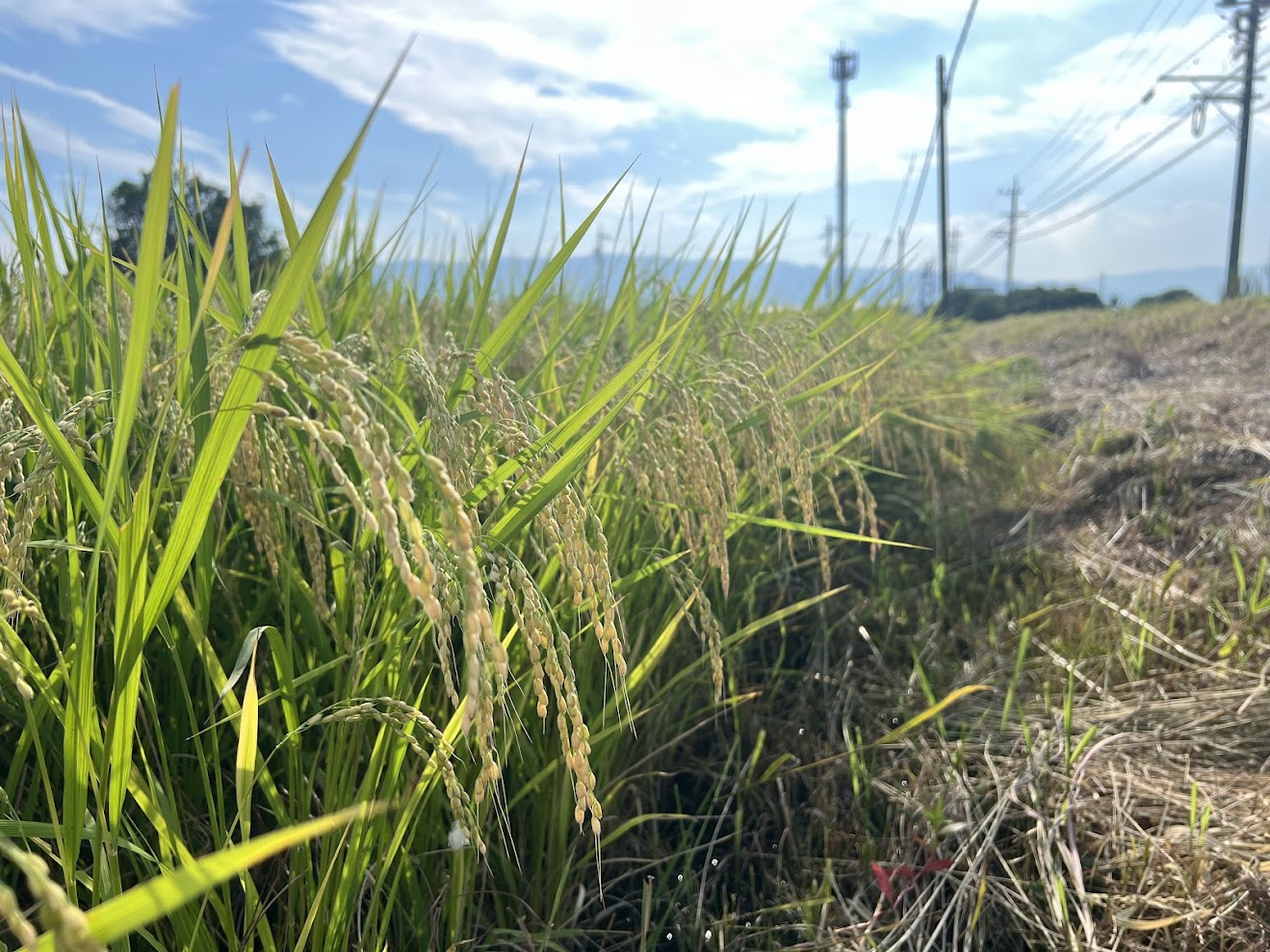 収穫間近です！