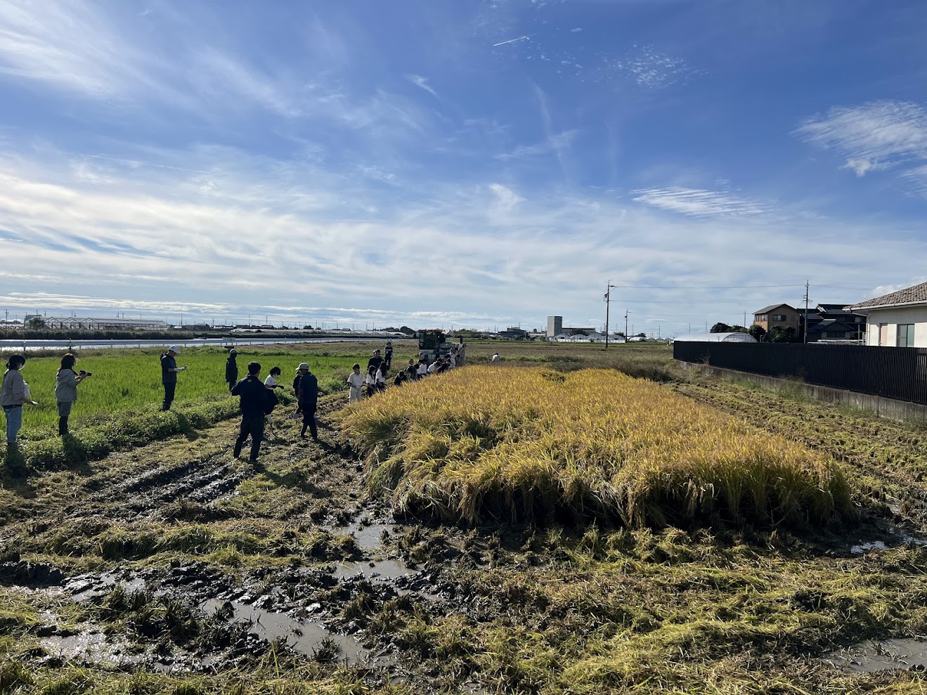 稲刈りの授業を行いました。