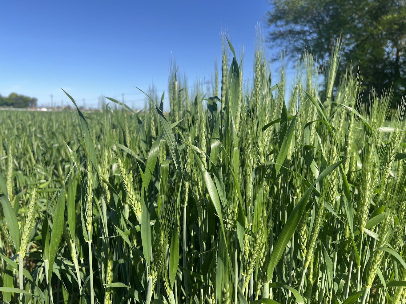 ゆめあかりも出穂期です！