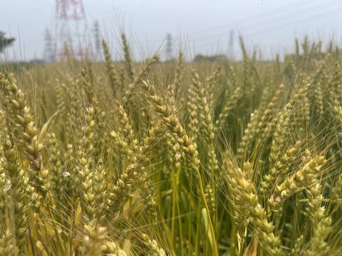 小麦の刈り取りまであと数日になりました！