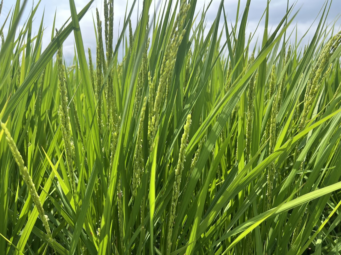 お米の収穫が間近になってきました！