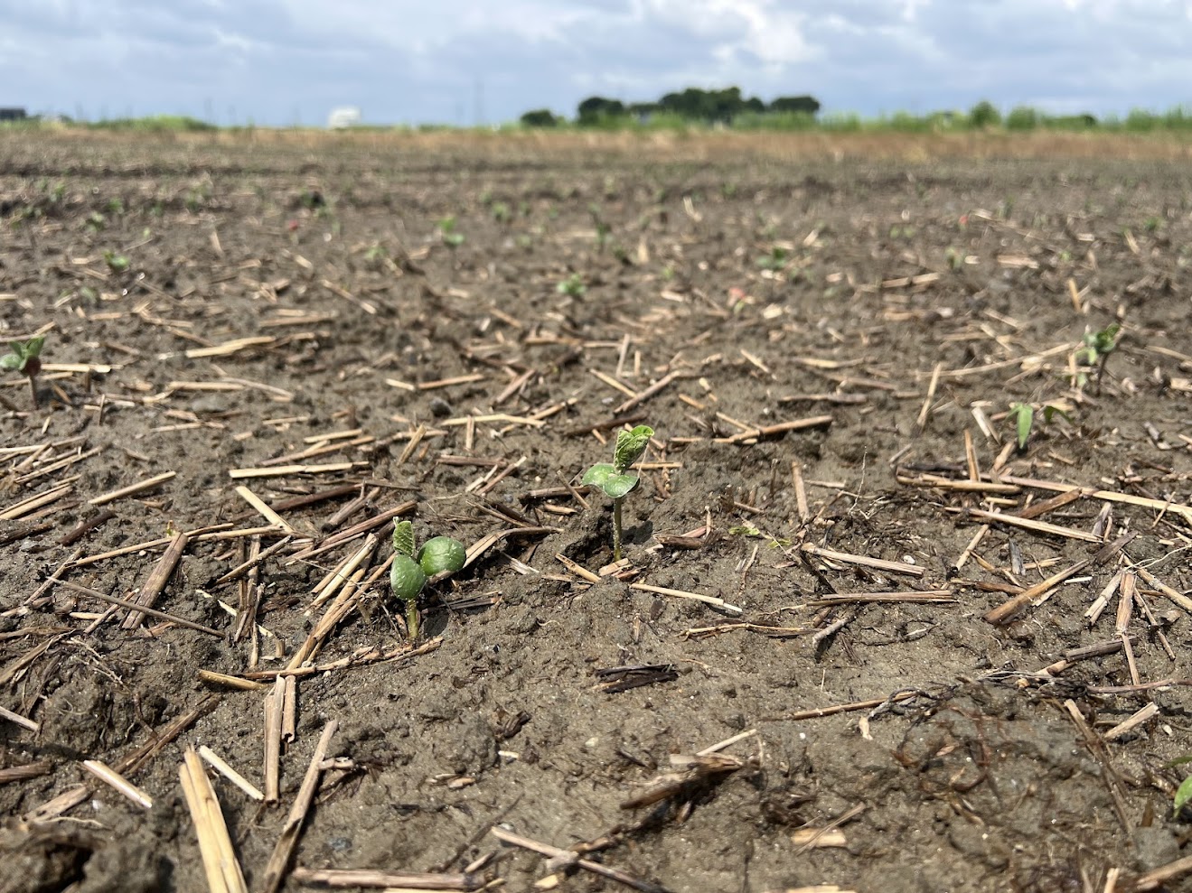 大豆の芽が出てきました！