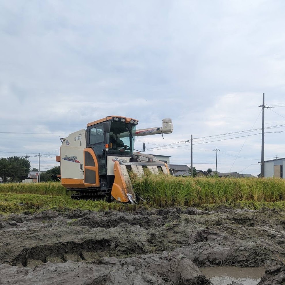 早生品種の刈り取りが進みます！