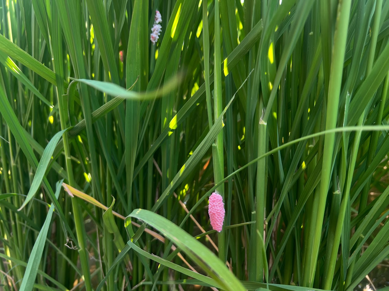 今の時期にこんなものが、、、