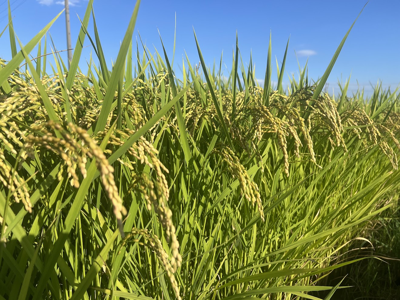 ついに始まりました！