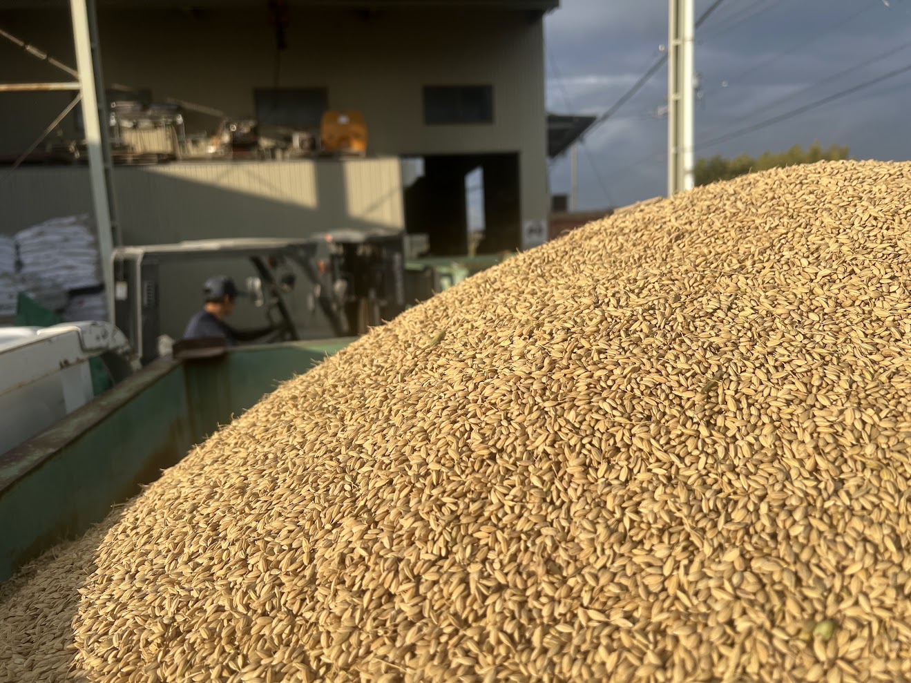 稲刈りが終盤戦に差し掛かってきました！