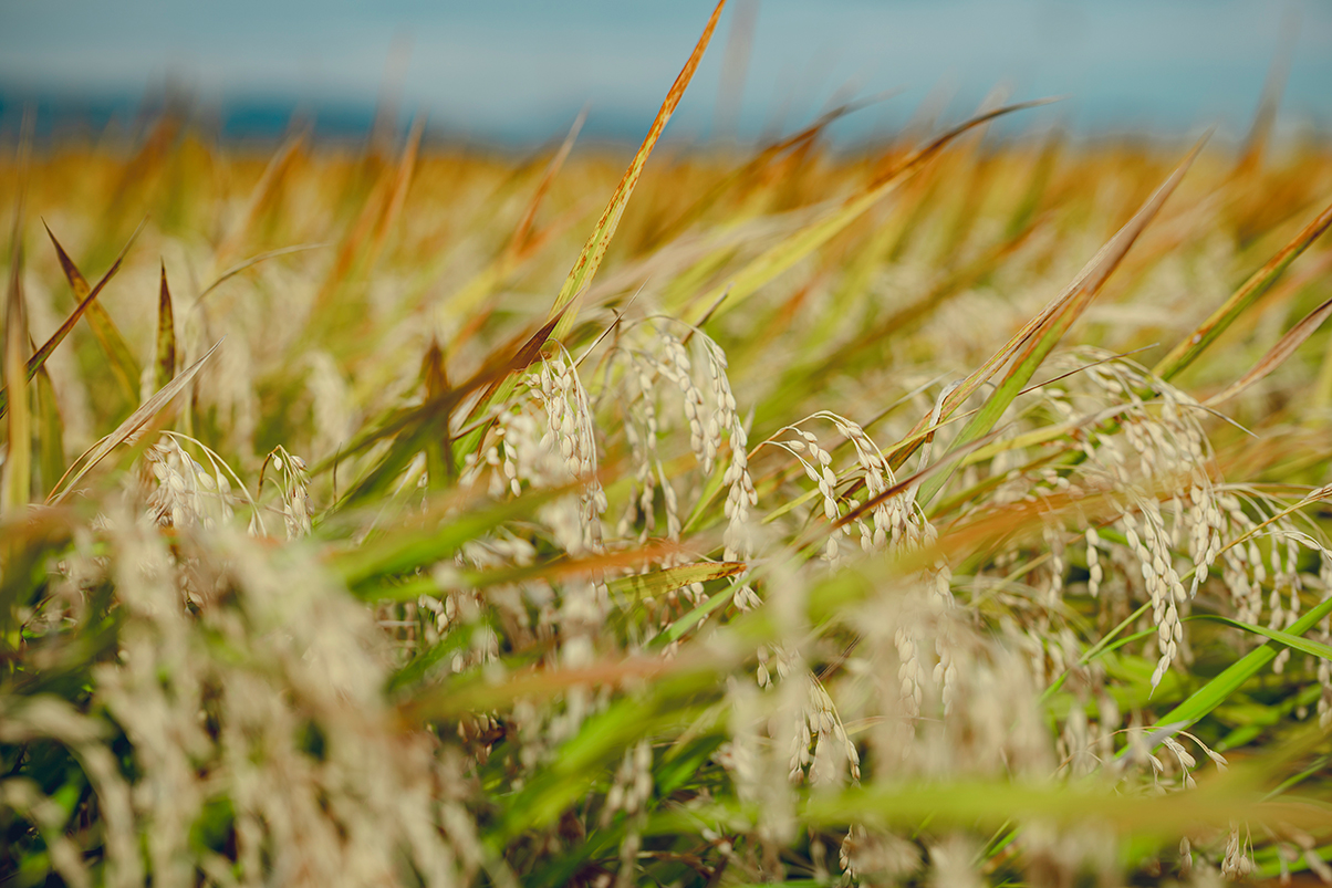 収穫率が高い作業工程の設計