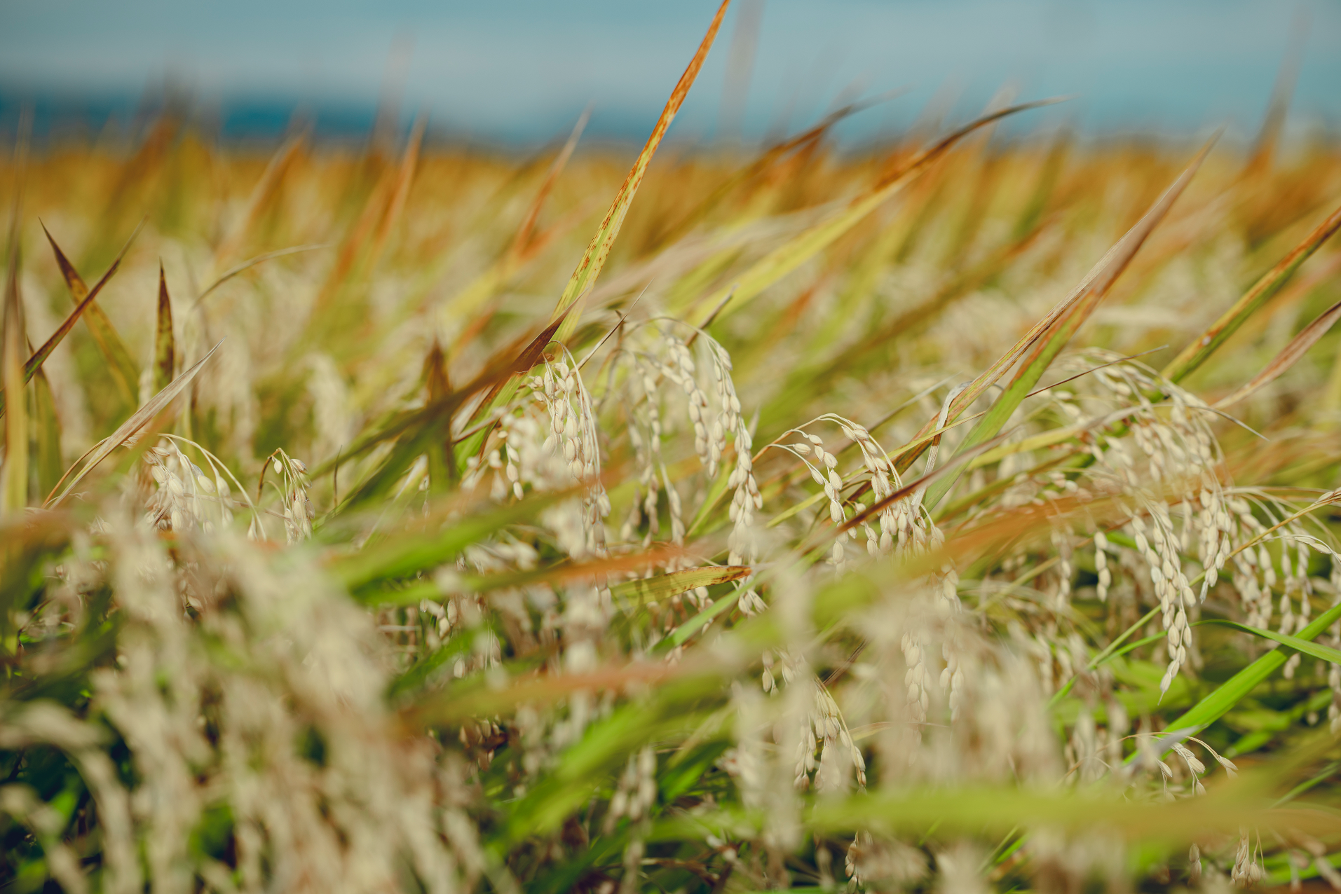 特別栽培米について