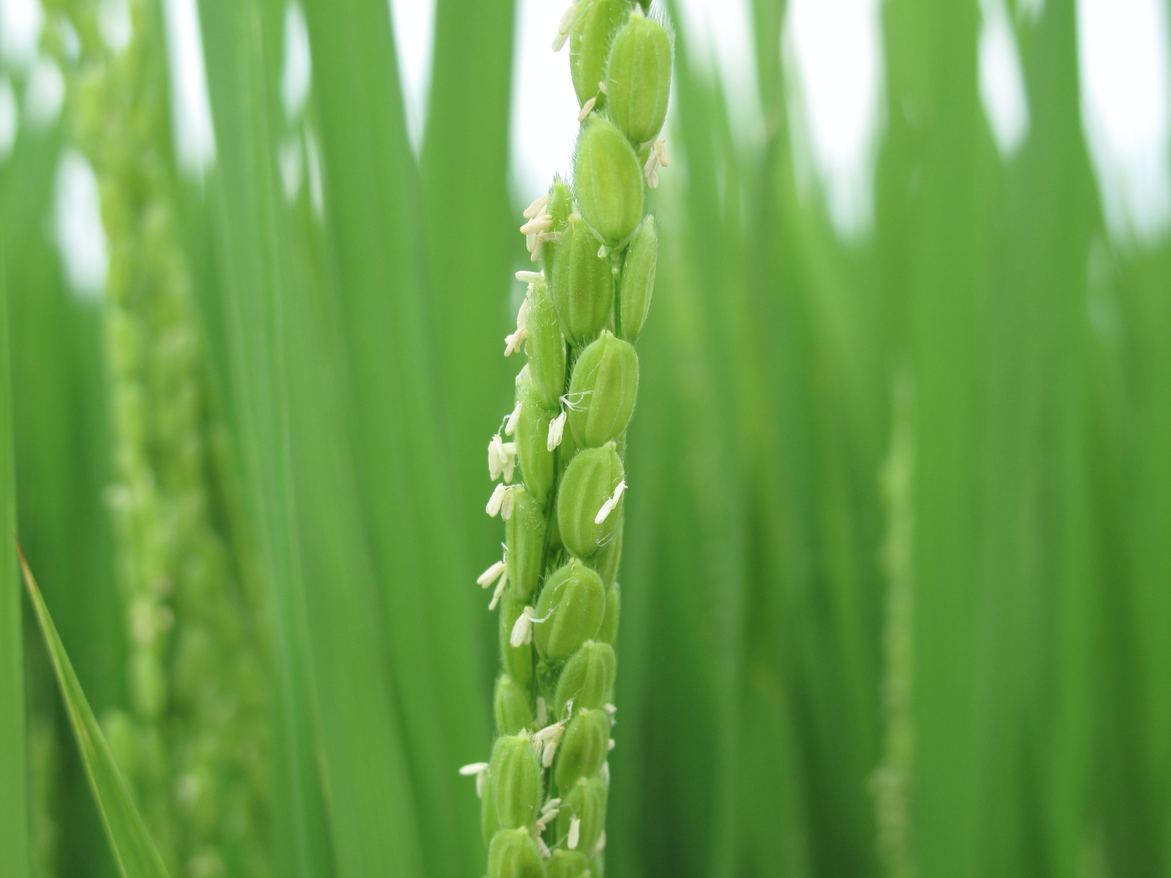 エコファーマー認定とは？