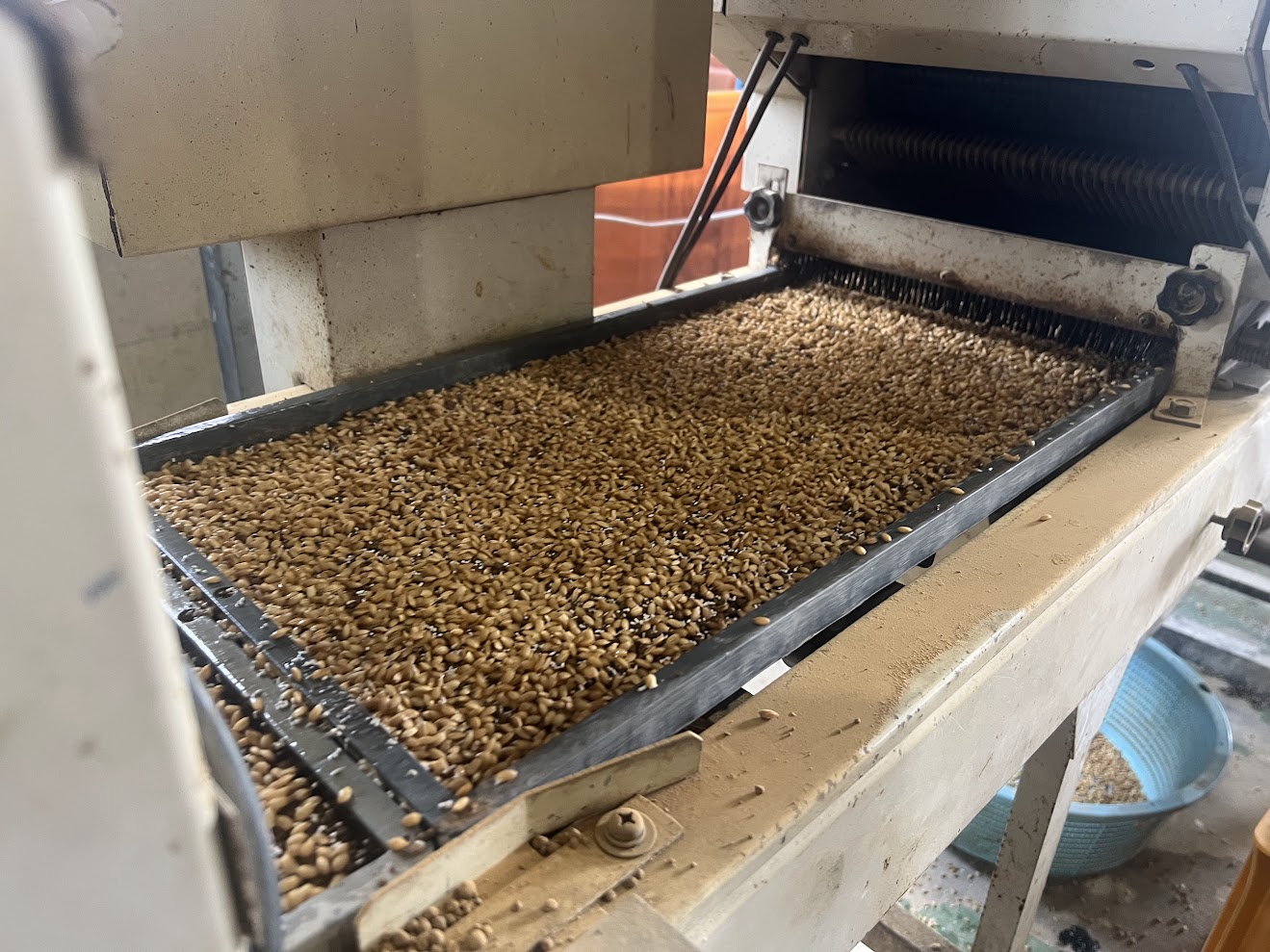 苗作りが始まりました！